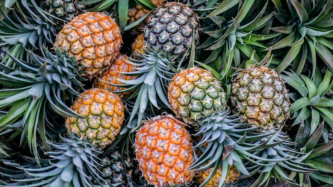 En samling färska ananaser med gröna blad, källan till enzymet bromelain.